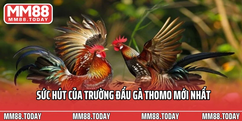Sức hút của trường đấu gà Thomo mới nhất